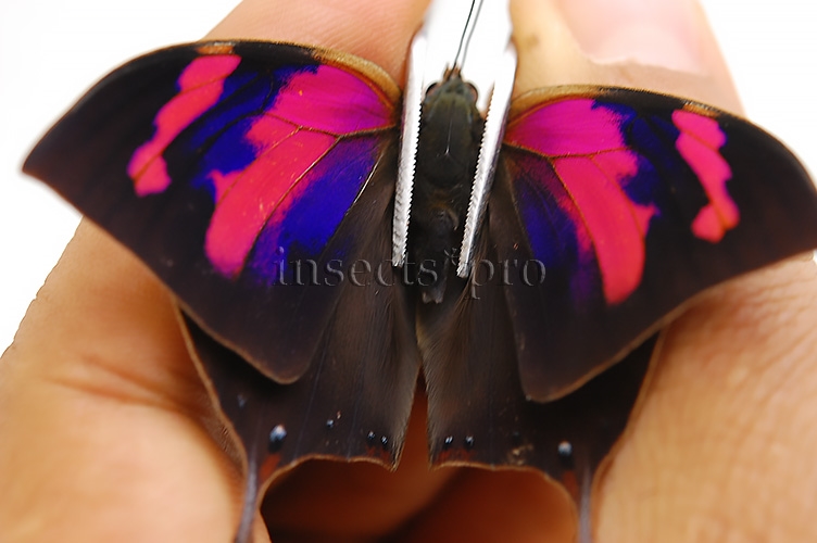 :::BULK SALE:::: Anaea nessus A1 ♂ - Image 2