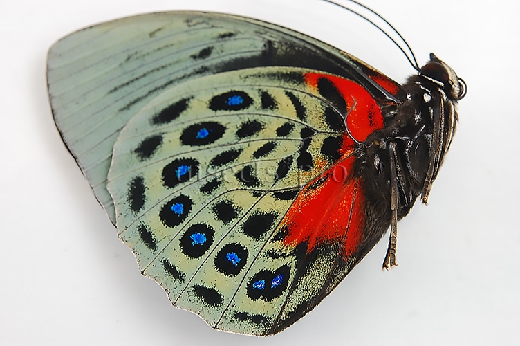 Agrias beatifica lachaumei A1 ♂ - Image 2