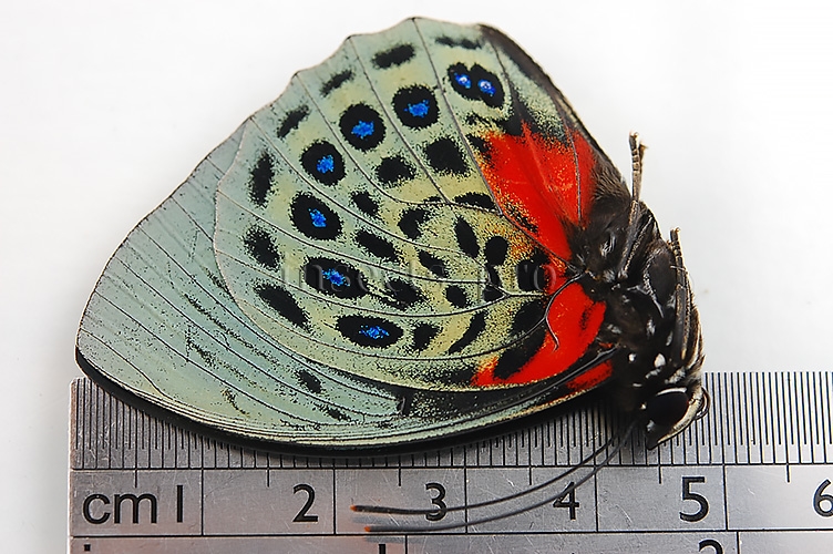Agrias beatifica lachaumei A1 ♂ - Image 3