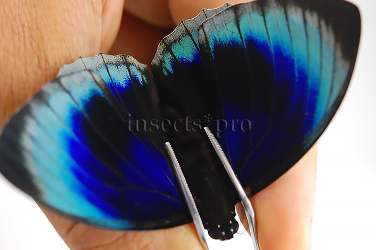 Agrias beatifica lachaumei A1 ♂