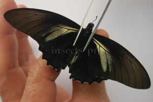 Battus crassus crassus A1 ♂