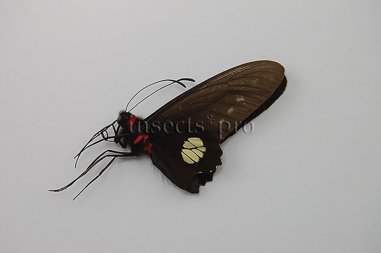 Parides chabrias A1 ♂ TONANTINS