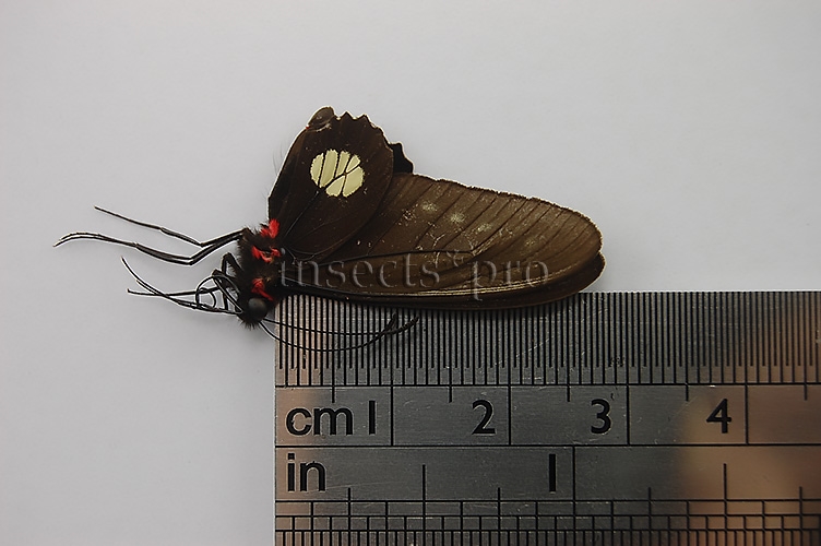 Parides chabrias A1 ♂ TONANTINS - Image 2