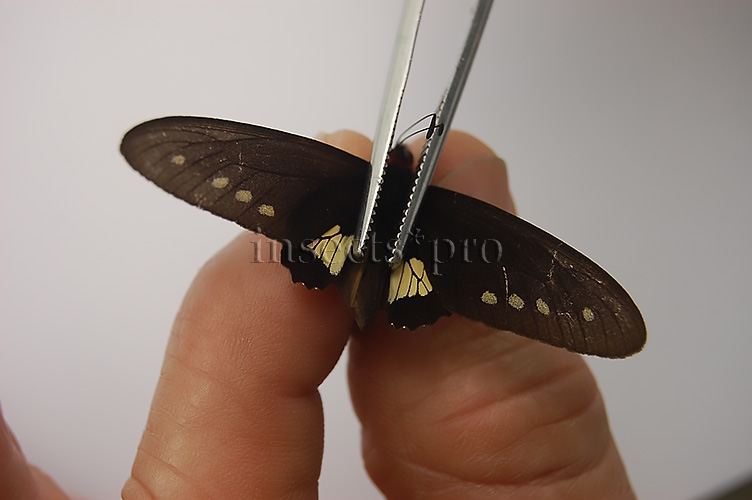 Parides chabrias A1 ♂ TONANTINS - Image 3