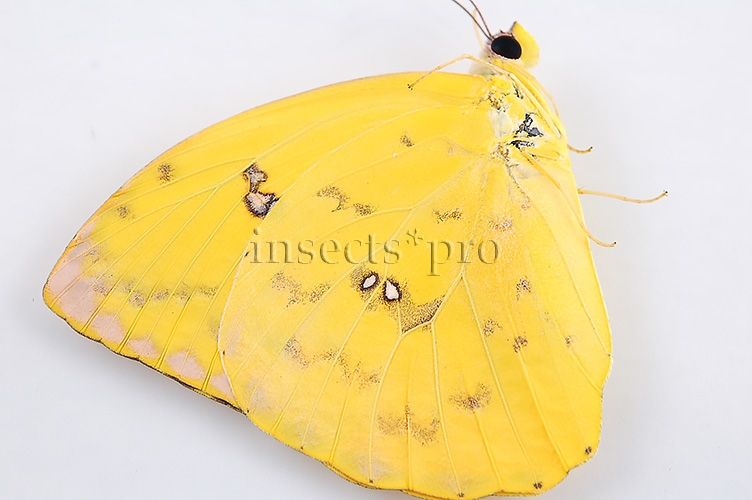 Phoebis philea philea A1 ♀ - Image 2