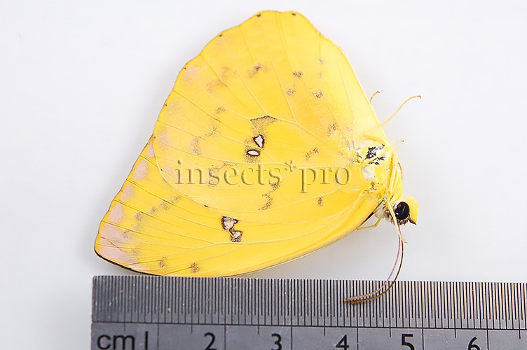 Phoebis philea philea A1 ♀ - Image 3