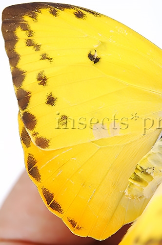 Phoebis philea philea A1 ♀ - Image 4
