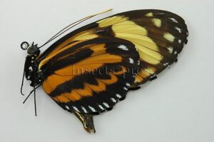 Heliconius sp. ♂