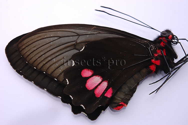Parides vertumnus bogotanus A1 ♀ ABERRATION* - Image 4