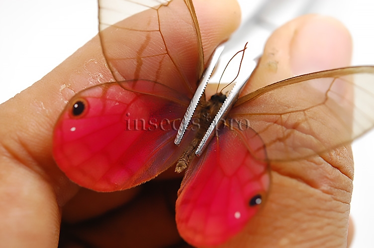 :::BULK SALE:::: Cithaerias aurorina aurorina A1- ♂ glasswings just minor details