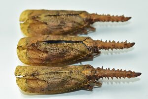 :::BULK SALE:::: Cathedra serrata A1 ♂♀ SAW TOOTH FULGORID