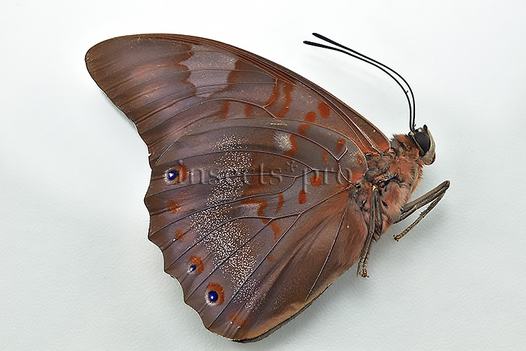 Prepona praeneste abrupta ♂ - Image 2