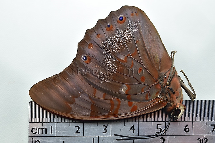 Prepona praeneste abrupta ♂ - Image 3