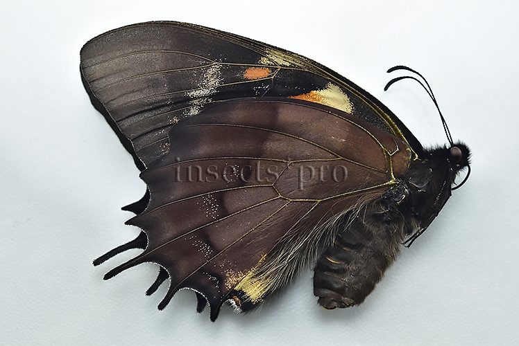 Pterourus cacicus inca f. peruviana A1 ♀ RARE FORM NOT EASY TO GET - Image 2
