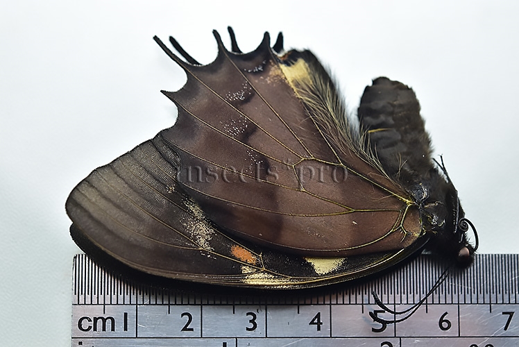 Pterourus cacicus inca f. peruviana A1 ♀ RARE FORM NOT EASY TO GET - Image 3