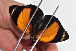 Agrias amydon tryphon ♀ NET CAPTURED SPECIMEN