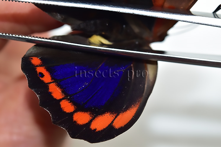 Prepona praeneste abrupta ♂ - Image 4