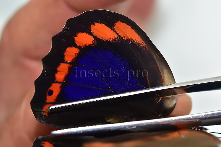 Prepona praeneste abrupta ♂ - Image 5