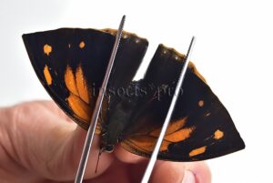 Anaea xenocrates xenocrates ♀ RARE FEMALE