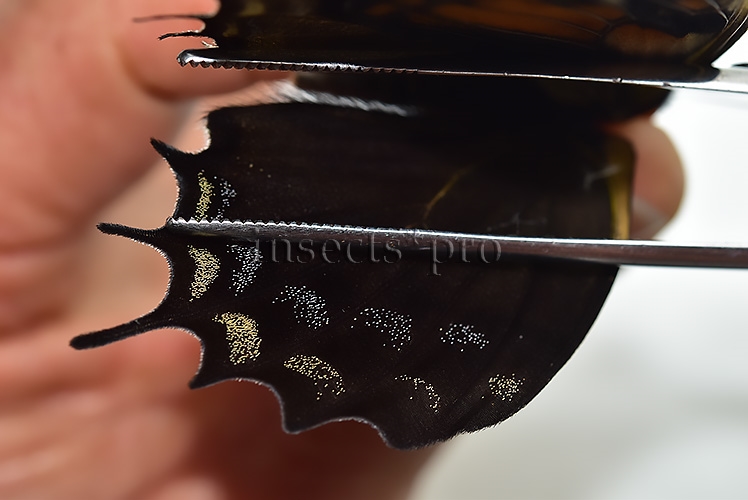 Pterourus cacicus inca f. peruviana A1 ♀ RARE FORM NOT EASY TO GET - Image 4