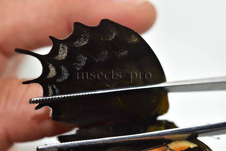 Pterourus cacicus inca f. peruviana A1 ♀ RARE FORM NOT EASY TO GET - Image 5