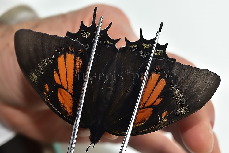 Pterourus cacicus inca f. peruviana A1 ♀ RARE FORM NOT EASY TO GET
