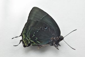 Theritas phegeus A1 ♂