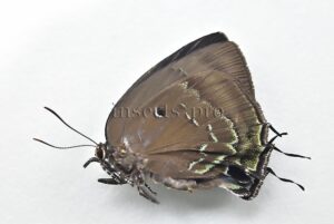 Theritas phegeus A1 ♀