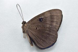 Mesosemia sp. ♂