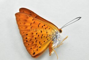 Emesis mandana A1 ♂