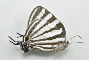 Laothus gibberosa A1 ♀