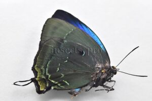 Theritas phegeus A1 ♂