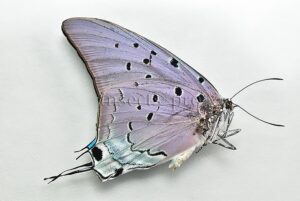 Pseudolycaena marsyas A1 ♂ LARGE SPECIMEN
