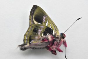 Anteros renaldus A1 ♂