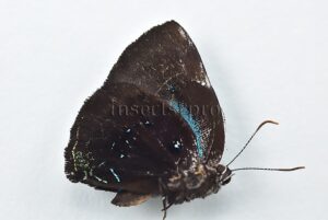 Mithras orobia A1 ♂