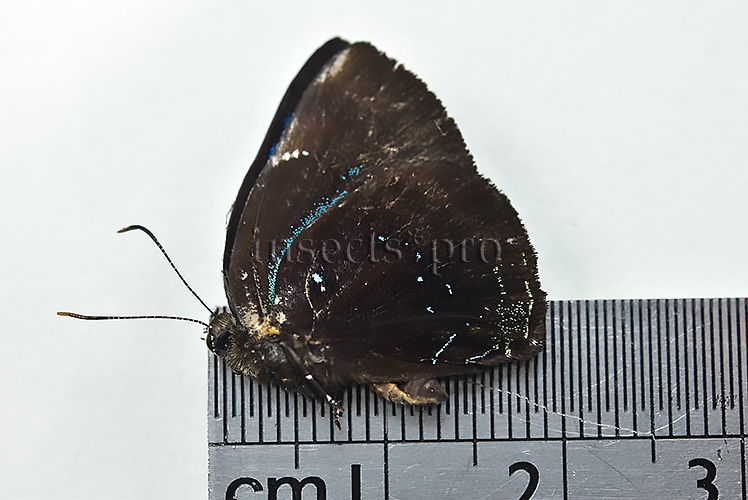 Mithras orobia A1 ♂ - Image 2