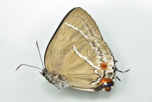 Strephonota ericeta A1 ♂ FROM PERU
