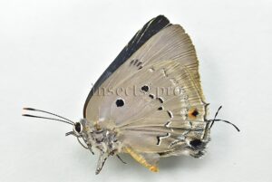 Parrhasius polibetes A1 ♀