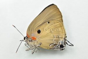 Olynthus narbal A1 ♀