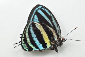 Thestius pholeus A1 ♂