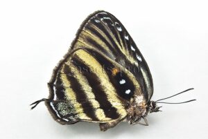 Enos maculata A1 ♀ RARE FEMALE