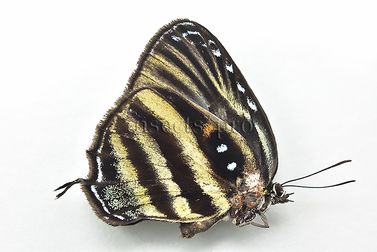 Enos maculata A1 ♀ RARE FEMALE