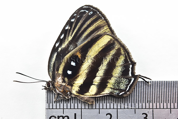 Enos maculata A1 ♀ RARE FEMALE - Image 2