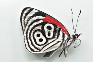 Diaethria clymena peruviana A1 ♂