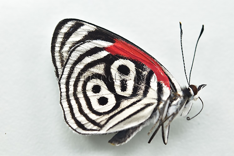 Diaethria clymena peruviana A1 ♂