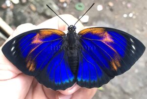 Agrias phalcidon excelsior f. jupiter A1 ♀ NOT EASY TO GET FORM