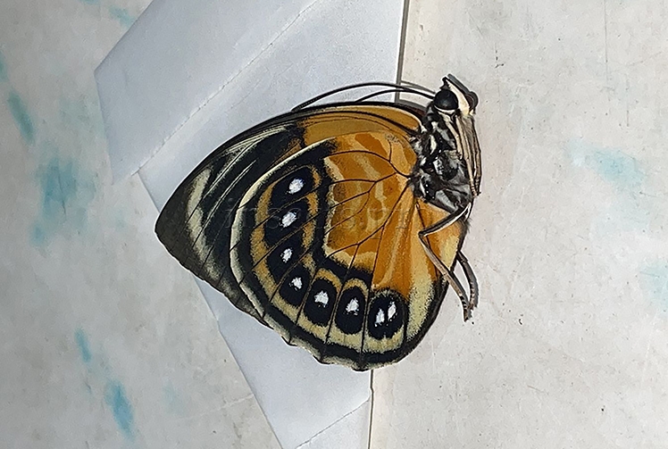 Agrias phalcidon excelsior f. jupiter A1 ♀ NOT EASY TO GET FORM - Image 2