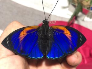 Agrias phalcidon excelsior f. jupiter A1 ♂ NOT EASY TO GET FORM