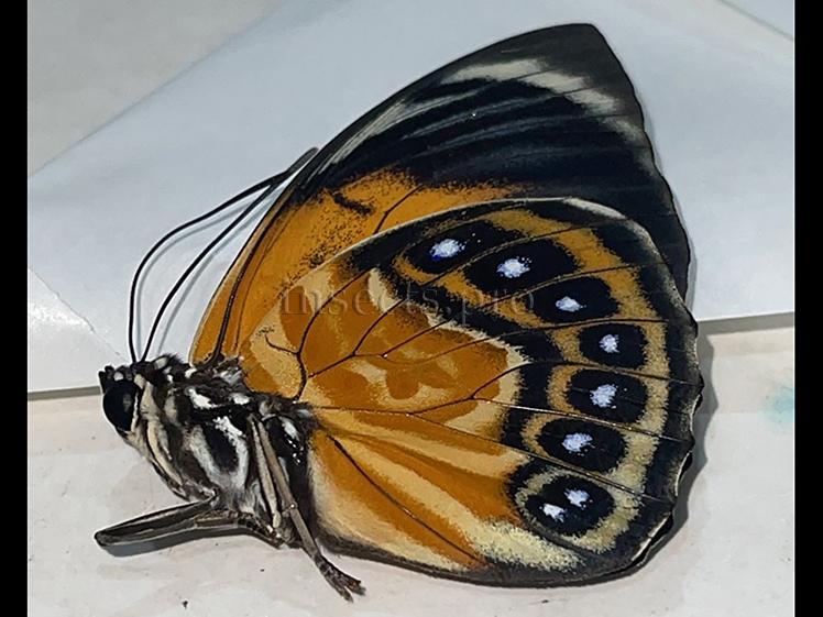 Agrias phalcidon excelsior f. jupiter A1 ♂ NOT EASY TO GET FORM - Image 2