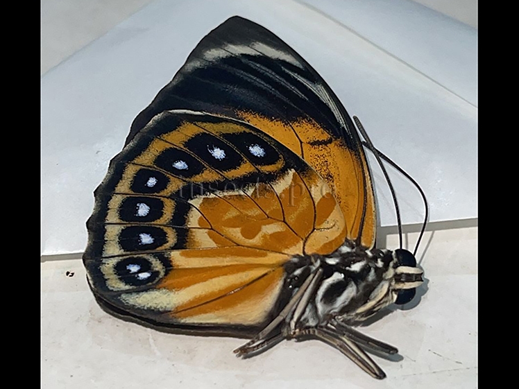 Agrias phalcidon excelsior f. jupiter A1 ♂ NOT EASY TO GET FORM - Image 3